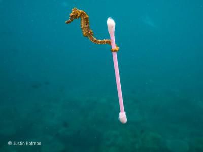 Fotografia unui căluţ de mare agăţat de un beţişor de urechi a devenit virală. 