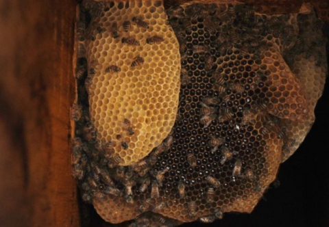 Toxinele din veninul acestor insecte pot distruge virusul, fără să afecteze celulele din jurul acestuia. 