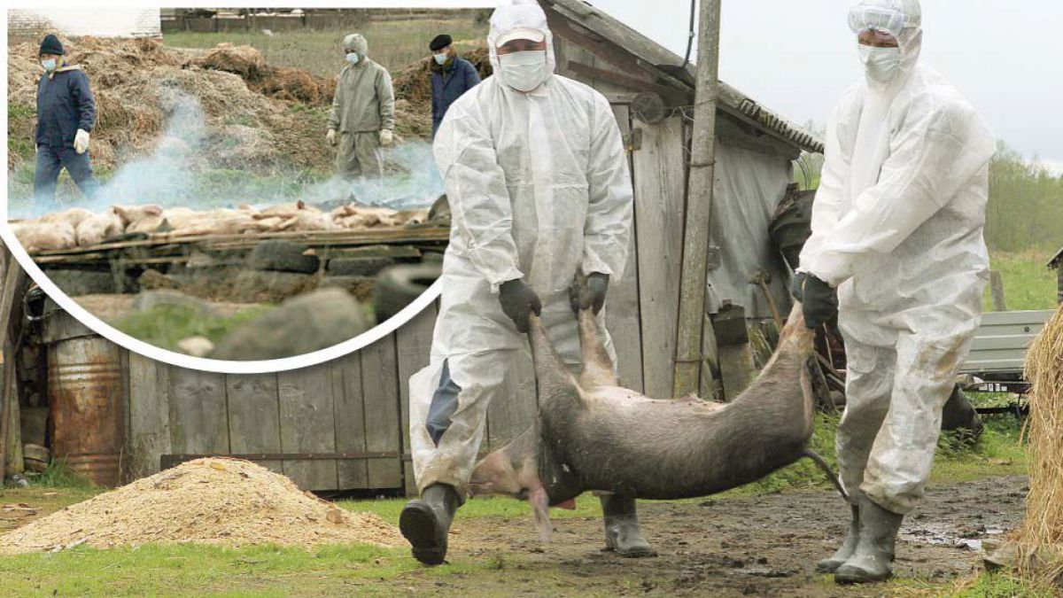 ANSA: 2 focare de pestă porcină au fost depistate în raioanele Moldovei. Foto simbol: click.ro