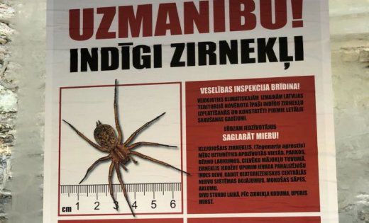 В Риге мужчина расклеивал плакаты с ложной информацией о ядовитых пауках.
