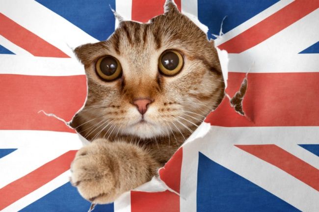 Во Франции министр назвала кота Brexit из-за его нерешительности.