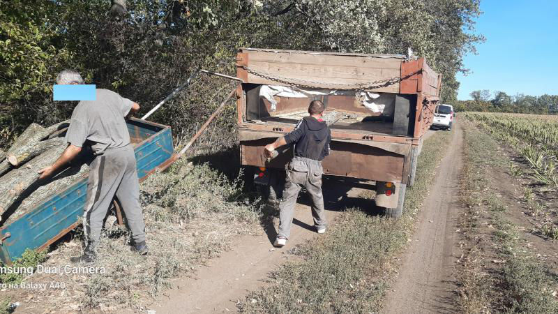 Три жителя Бельц получили штрафы за вырубку 4 дубов.