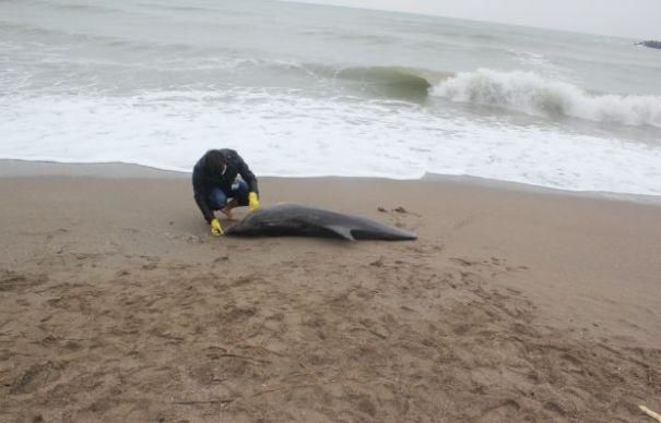 140 de delfini au murit pe litoralul românesc de la începutul verii. Foto simbol: Jurnalul National