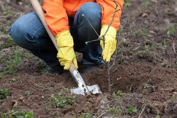В Кишиневе посадят более 60 тысяч деревьев и кустарников.