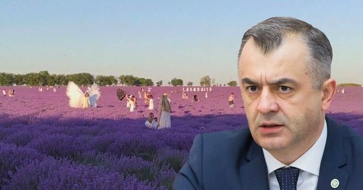 Кику возмущен "нашествием" граждан на лавандовые поля. Коллаж: Point.md