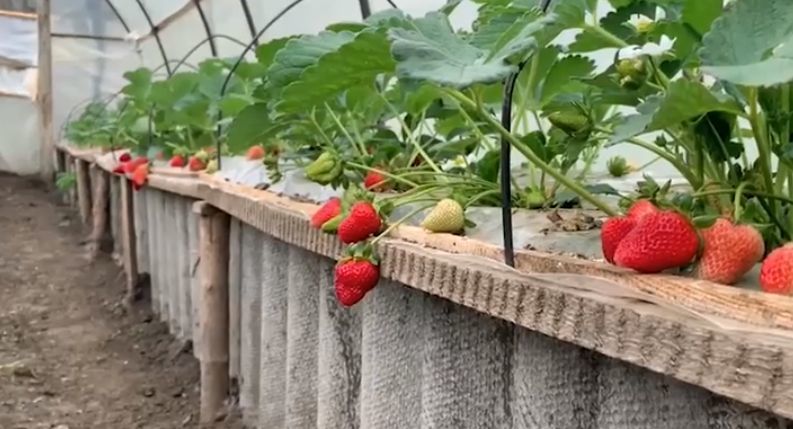 В продаже скоро появится первая молдавская клубника.