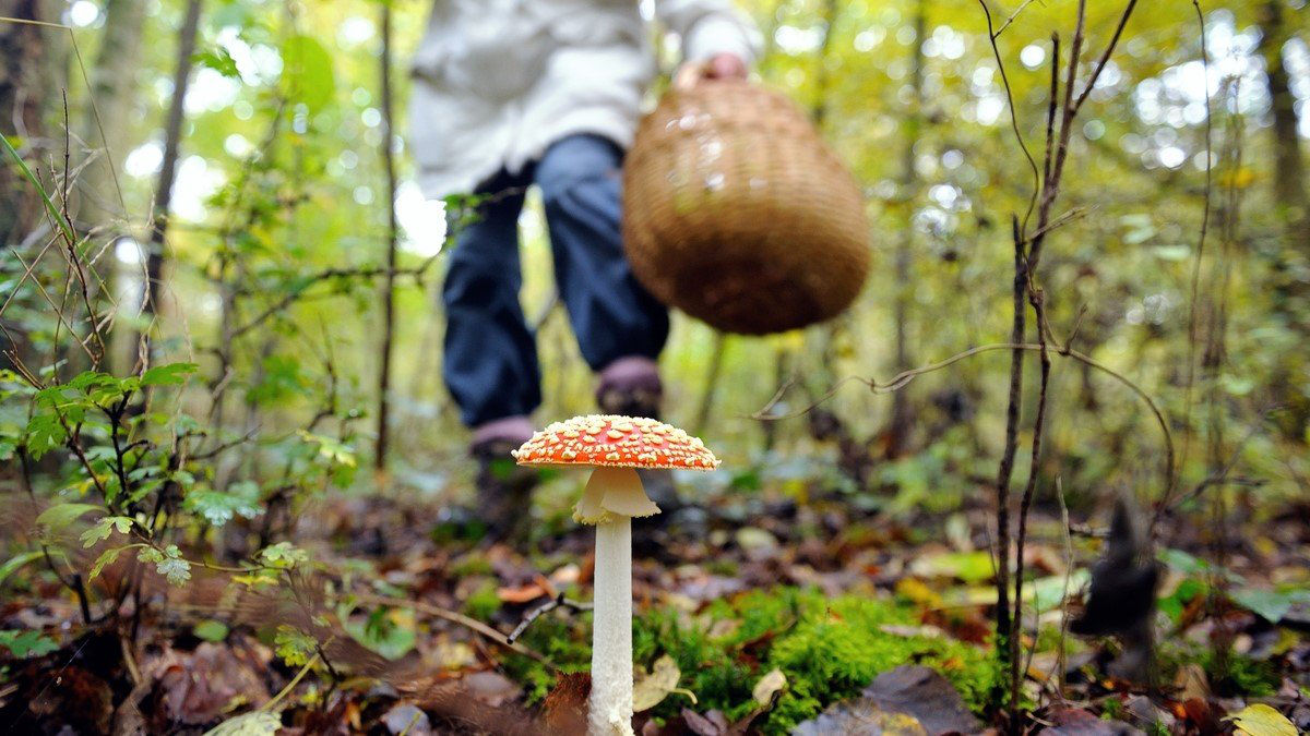 В Каушанах целая семья отравилась грибами: всех госпитализировали.
