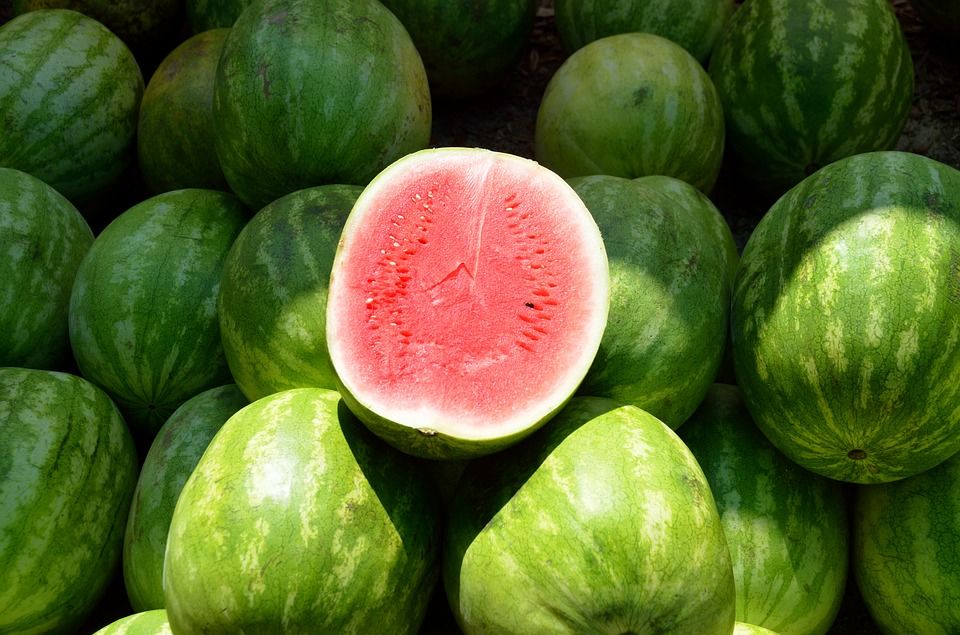 ontroale inopinate pe plantaţiile de pepene verde şi castraveţi. Foto simbol: Seminte Ingrasaminte Turba