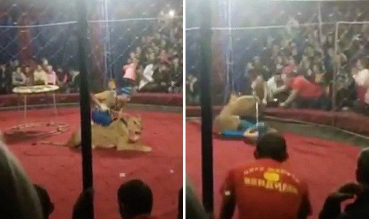 В Сети появилось видео нападения львицы на трехлетнюю девочку в цирке-шапито в Краснодарском крае.