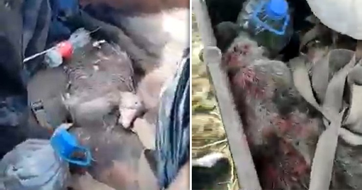 В Кагульском районе поймали двух браконьеров с убитой дичью в прицепе. Коллаж Point.md.