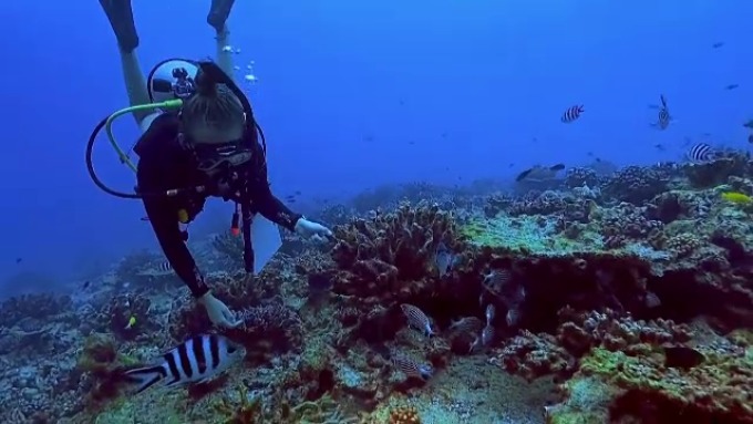 Oceanele ar putea rămâne fără corali până în 2050 din cauza încălzirii globale. 