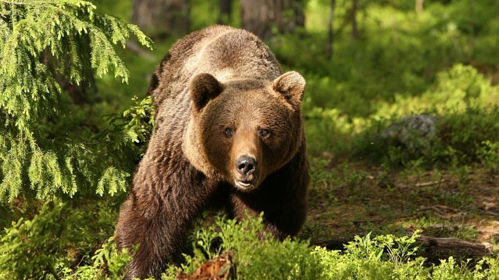 Reacția unui urs care s-a speriat de râsul unui clovn. Foto: agerpres.ro