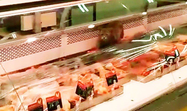 В Киеве кот пробрался в витрину с мясными изделиями и полакомился мясом. 