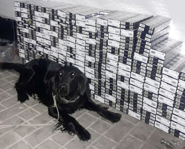 Собака предотвратила попытку контрабанды 44 000 сигарет.