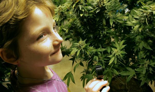 Tulpina de canabis modificată genetic poate trata cazurile de epilepsie la copii. Foto: evz.ro