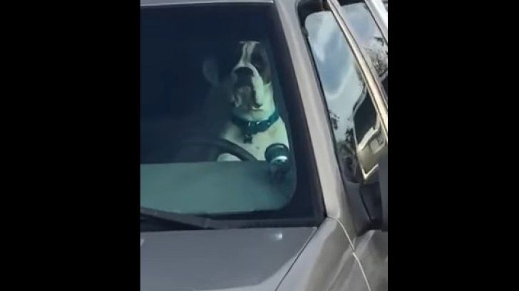 Un câine cu atitudine! Lăsat în maşină, şi-a claxonat stăpânul minute în şir.