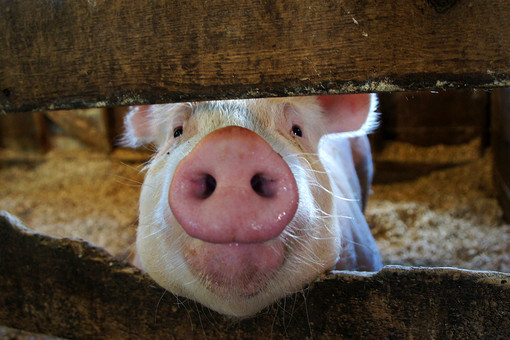 Уже неделю сохраняется запрет на поставки в Россию свиноводческой продукции из Европейского союза.