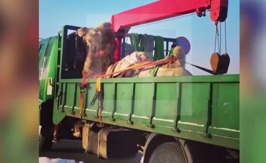Cвязанного верблюда перевозили в частный зоопарк на открытом грузовике в –25°C.