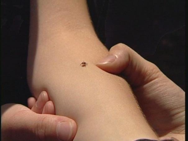 Totodată, în 31 de căpuşe a fost depistată prezenţa antigenului virusului encefalitei acariene