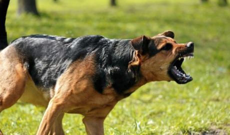 Specialiştii au identificat noi cazuri de rabie în două localităţi din ţară. 