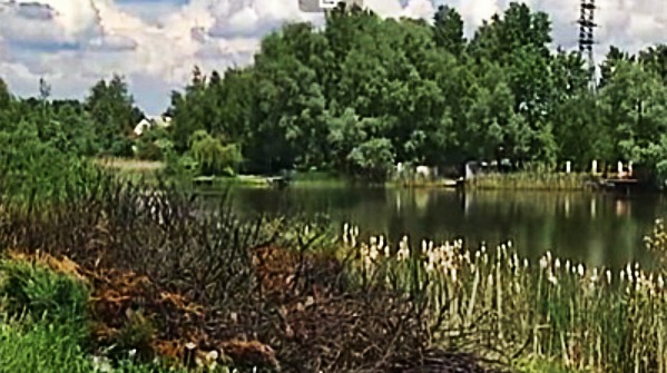 В результате стрельбы сгорел куст.