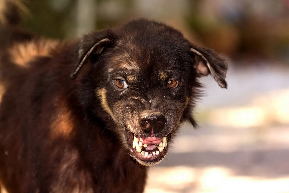 A crescut numărul oamenilor mușcați de animale: Serviciile de asistență medicală se extind.
