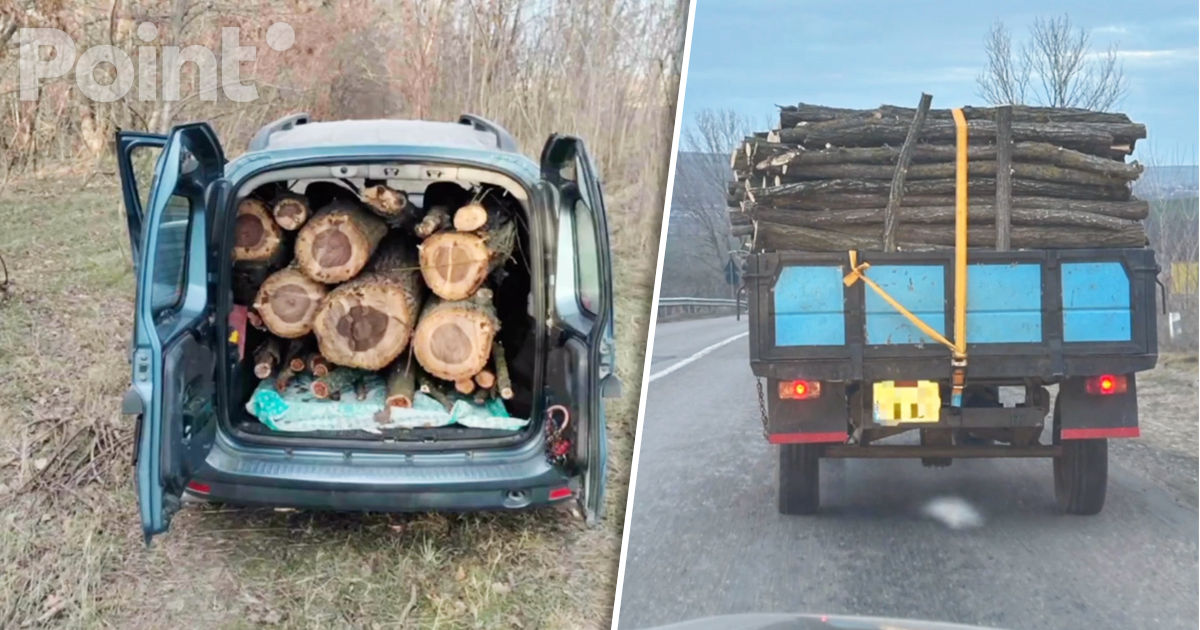 Patru dosare penale, deschise pentru tăiere ilegală a copacilor.