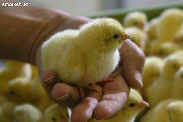 На рынке один цыпленок, в прошлом году стоивший 2 лея, продается сейчас за 5 леев. Фото: emarket.ua
