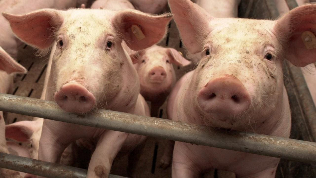 В Молдове выявили четыре очага африканской чумы свиней.