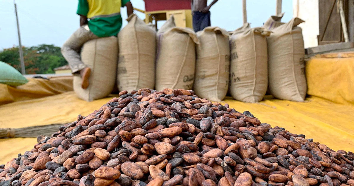Prețurile mondiale la cacao scad: Se așteaptă un surplus global.