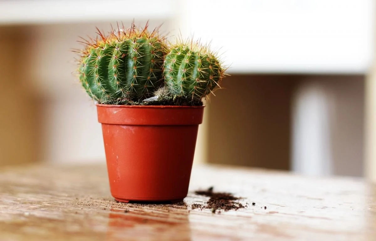 Cactușii, interziși în școlile și grădinițele dintr-un oraș german.