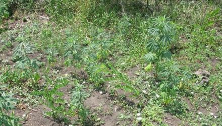 Potrivit oamenilor legii, plantele erau bine îngrijite, dar deocamdată nu se cunoaşte cine le cultiva. 