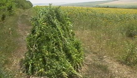 Suma plantelor pe piaţa neagră se ridică la 6,3 milioane de lei.