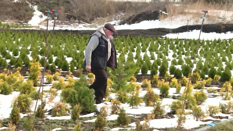 Житель Кишинева открыл агробизнес и 24 года выращивает хвойные деревья.