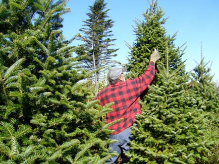 Tăierea ilicită a brazilor şi arborilor coniferi constituie o încălcare ce cade sub incidenţa art. 122 al Codului contravenţional cu amenzi.