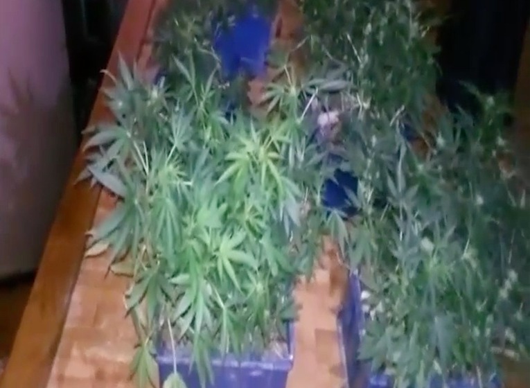 O afecere dubioasă cu cânepă a fost deconspirată de către forţele de ordine.