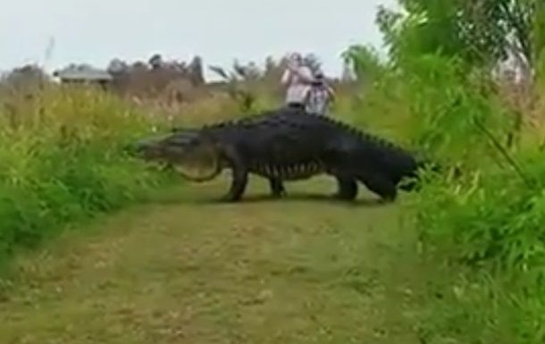 В США сняли на видео гигантского аллигатора.