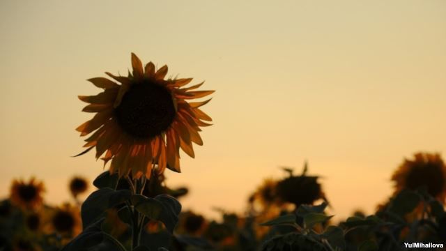 Guvernul spune că nu mai are bani pentru agricultură. Foto: europalibra.org