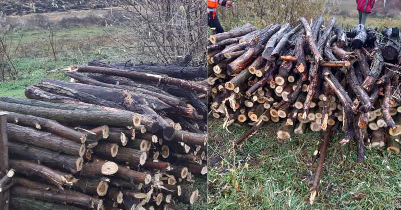 В Рышканском районе мужчину оштрафовали за вырубку 38 акаций.