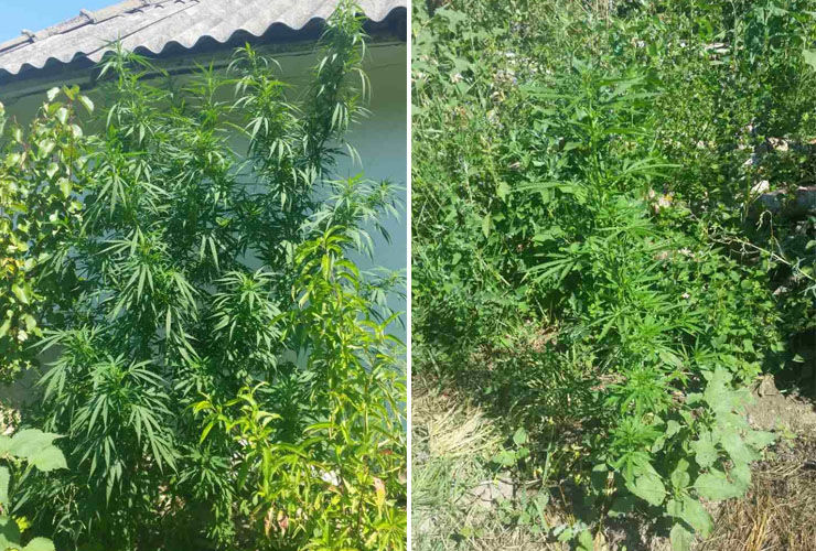 Plantații de cânepă descoperite și nimice în zonele de frontieră