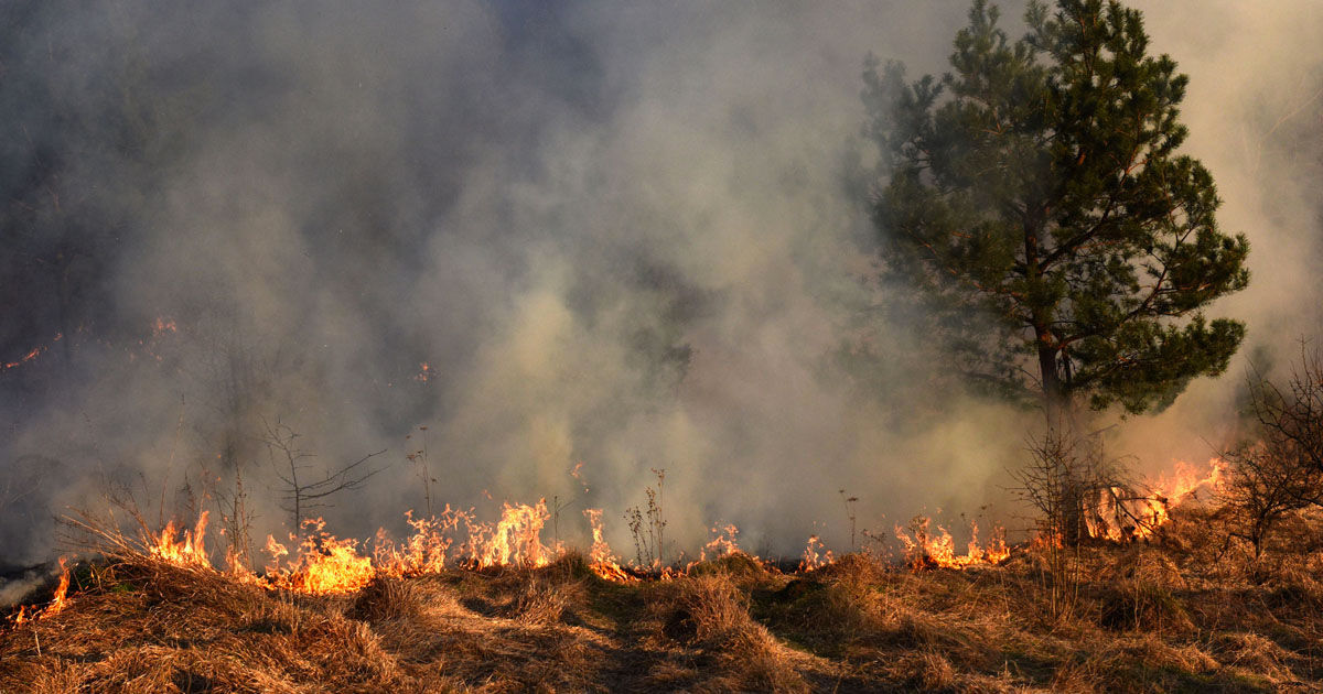 Pedepsele pentru incendierea pădurilor vor fi înăsprite în Portugalia.