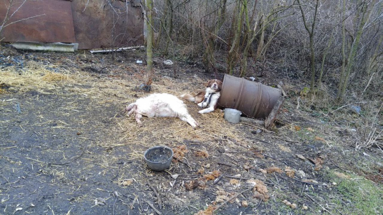 Alertă în Cimișlia: O haită de lupi a atacat o gospodărie