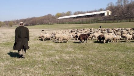  Din cauza secetei majoritatea fermierilor sacrifică animalele şi nu mai vor să se îndeletnicească, în special, cu creşterea porcilor
