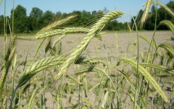 Experții din agricultură spun că din cauza secetei, prețurile la cereale pe piața internă s-au majorat cu 30-35%.