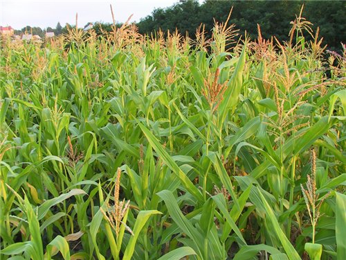 Потери урожая кукурузы могут составить 80%. Фото: biostrov.ru