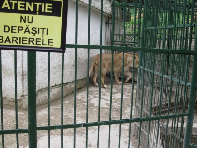 Acesta este al doilea astfel de incident petrecut la Zoo Braşov după cel de acum doi ani.
