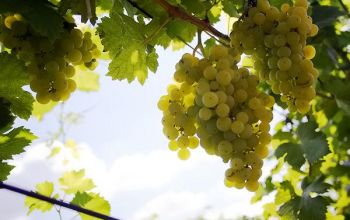 Totodată ei mai constată insuficienţa şi uneori absenţa unor soiuri autohtone calitative în producere