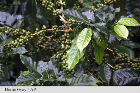 Cultivatorii de cafea așteaptă să crească prețurile înainte să vândă.