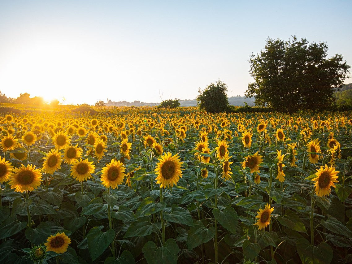 Moldova, avantajată de decizia Turciei de a importa fără taxe semințe de floarea-soarelui.