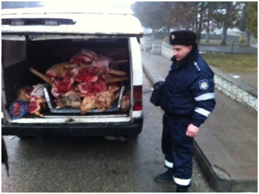 În jur de 900 de kilograme de carne de contrabandă în sumă totală de 34 de mii de lei a fost reţinută de oamenii legii, în oraşul Edineţ.